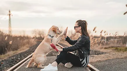 Hundeschule & Hundetrainer Hundeschule & Hundetrainer