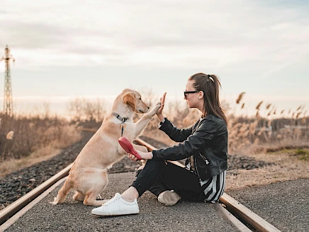 Hundeschule & Hundetrainer Hundeschule & Hundetrainer
